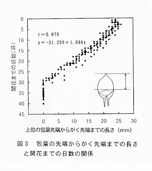 図3:包葉の先端からがく先端までの長さと開花までの日数の関係