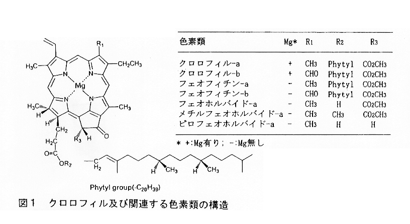 図1:クロロフィル及び関連する色素類の構造