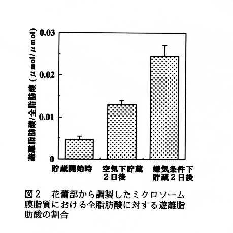 図2 花蕾部から調製したミクロソーム膜脂質における全脂肪酸に対する遊離脂肪酸の割合