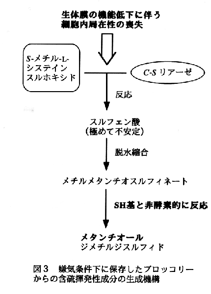 図3 嫌気条件下に保存したブロッコリー
からの含硫揮発性成分の生成機構