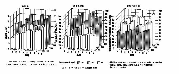 図1 トマト苗における品種間差異