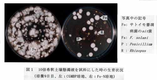 図1 10倍希釈土壌懸濁液を試料にした時の生育状況