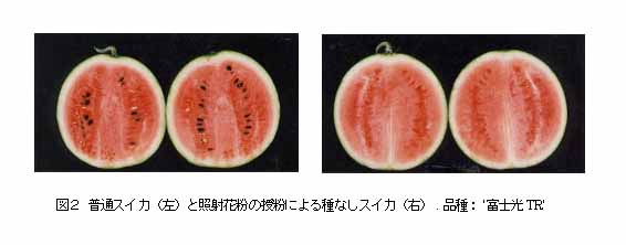 図2 普通スイカと照射花粉の受粉による種なしスイカ