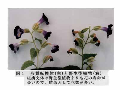 図1 形質転換体(左)と野生型植物(右)