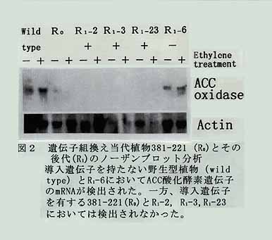 図2 遺伝子組換え当代植物とその後代のノーザンブロット解析