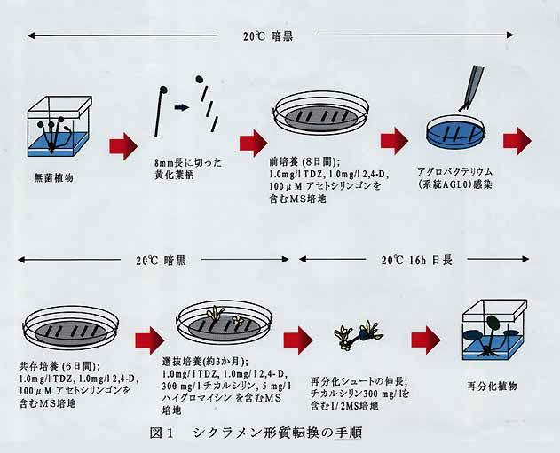 図1 シクラメン形質転換の手順