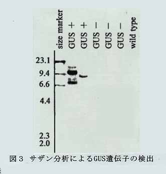 図3 サザン分析によるGUS遺伝子の検出