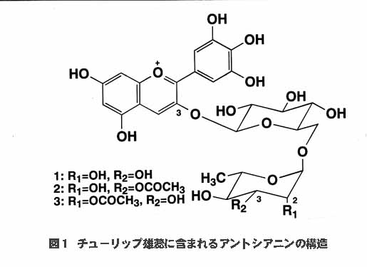 図1 チューリップ雄蕊に含まれるアントシアニンの構造