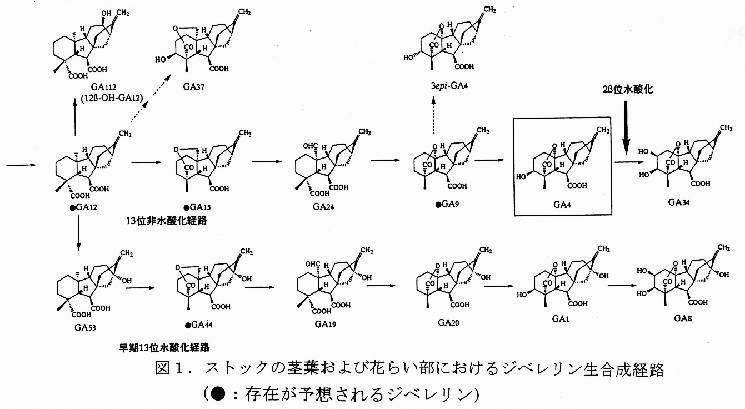 図1 ストックの茎葉および花らい部におけるジベレリン生合成経路