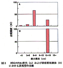 図2 SGΩ-4のR2後代および非形質転換体における表現型の分離