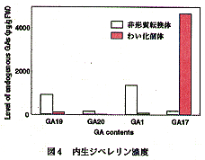 図4 内生ジベレリン濃度