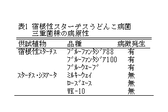 表1 宿根性スターチスうどんこ病三重菌株の病原性