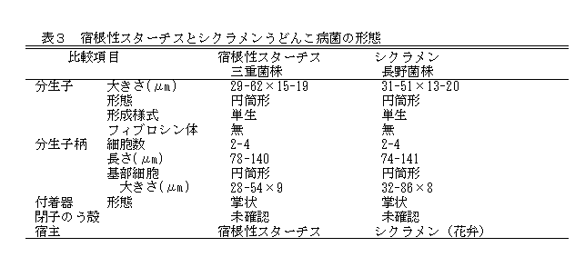 表3 宿根性スターチスとシクラメンうどんこ病菌の形態