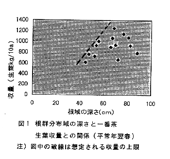 図1 根群分布域の深さと一番茶生葉収量との関係