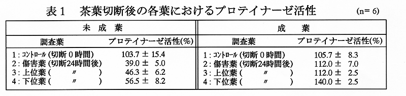 表1 茶葉切断後の各葉におけるプロテイナーゼ活性