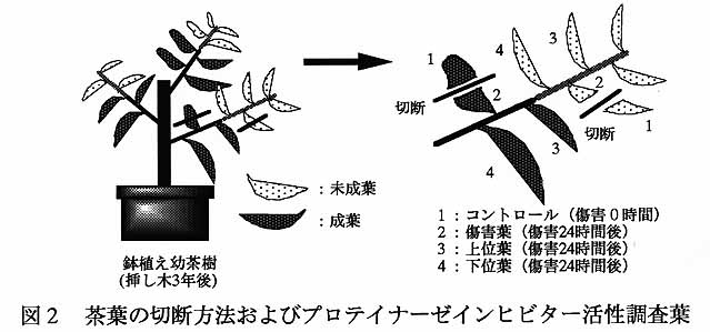 図2 茶葉の切断方法及びプロテイナーゼインヒビター活性調査葉