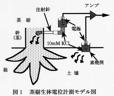図1 茶樹生体電位計測モデル図