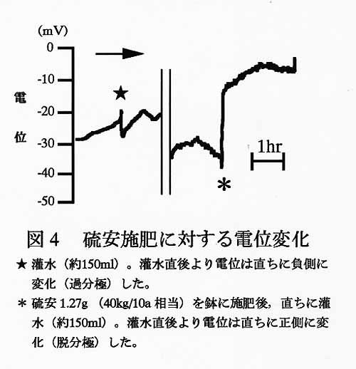 図4 硫安施肥に対する電位変化