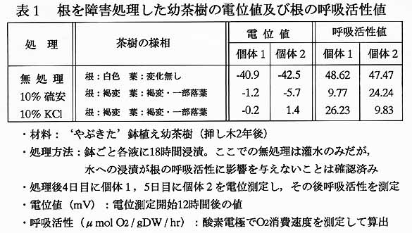 表1 根を障害処理した幼茶樹の電位値及び根の呼吸活性値