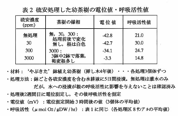 表2 硫安処理した幼茶樹の電位値・呼吸活性値