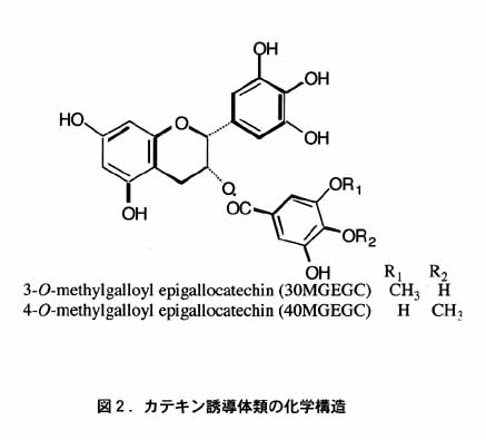 図2 カテキン誘導体類の化学構造