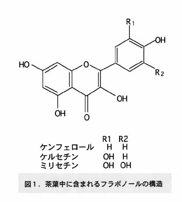 図1 茶葉中に含まれるフラボノールの構造