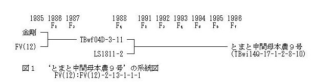 図1 'とまと中間母本農9号'の系統図