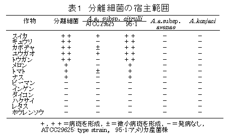 表1 分離細菌の宿主範囲