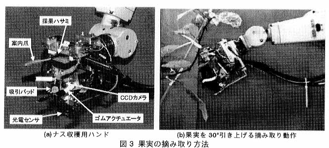 図3 果実の摘み取り方法