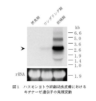 図1 ハスモンヨトウ終齢幼虫皮膚におけるキチナーゼ遺伝子の発現変動