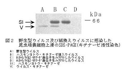 図2 野生型ウイルス及び組換えウイルスに感染した昆虫培養細胞上清のSDS-PAGE