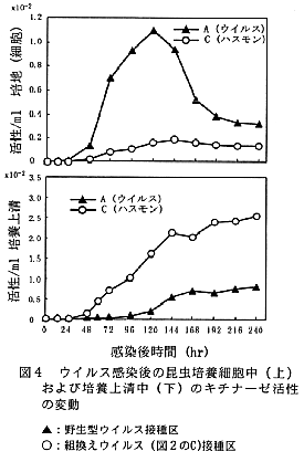 図4 ウイルス感染後の昆虫培養細胞中(上)および培養上清中(下)のキチナーゼ活性の変動