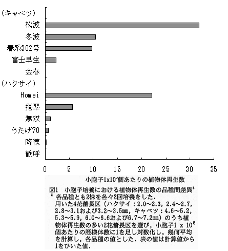 図1 小胞子培養における植物体再生数の品種間差異