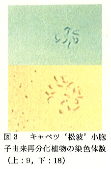 図3 キャベツ’松波’小胞子由来細分化植物の染色体数