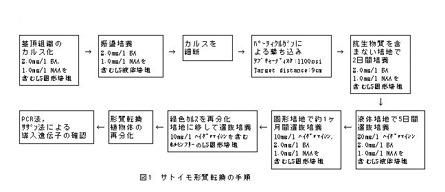 図1 サトイモ形質転換の手順