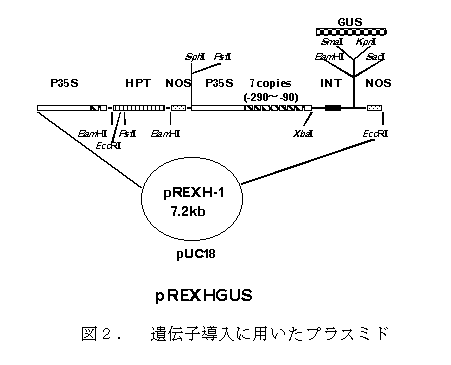 図2 遺伝子導入に用いたプラスミド