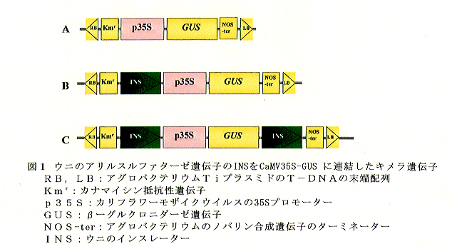 図1 ウニのアリルスルファターゼ遺伝子のINSをCaMV36S-GUSに連結したキメラ遺伝子