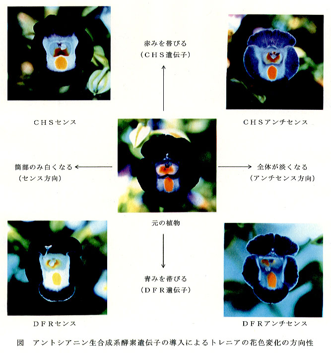 図 アントシアニン生合成経酵素遺伝子の導入によるトレニアの花色変化の方向性