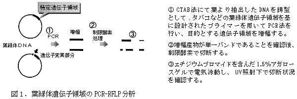 図1 葉緑体遺伝子領域のPCR-RFLP分析