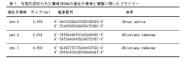 表1 多型が認められた葉緑体DNAmp遺伝子領域と増幅に用いたプライマー