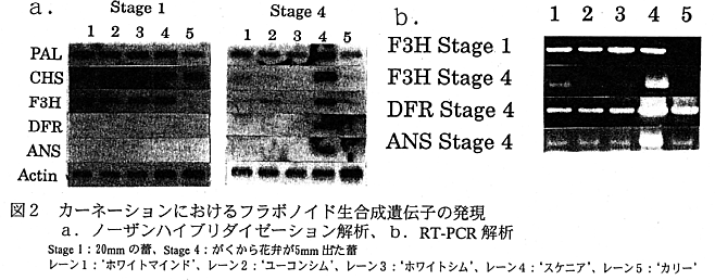 図2 カーネーションにおけるフラボノイド生合成遺伝子の発現