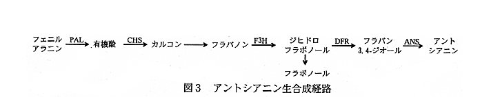 図3 アントシアニン生合成経路