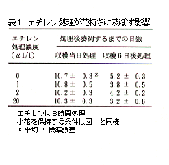 表1 エチレン処理が花持ちに及ぼす影響