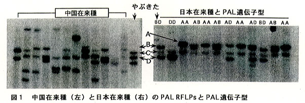 図1 中国在来種(左)と日本在来種(右)のPALRFLPsとPAL遺伝子型
