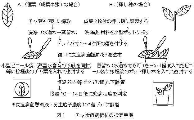 図1 チャ炭疽病抵抗の検定手順