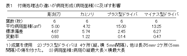 表1 付傷処理法の違いが病斑形成に及ぼす影響