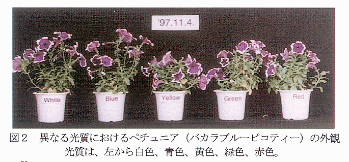 図2 異なる光質におけるペチュニアの外観