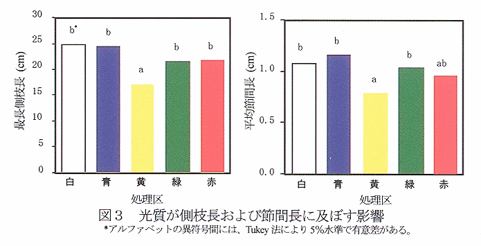 図3 光質が側枝長および節間長に及ぼす影響