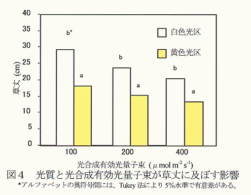 図4 光質と光合成有効光量子束が草丈に及ぼす影響