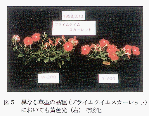 図5 異なる草型の品種においても黄色光で矮化